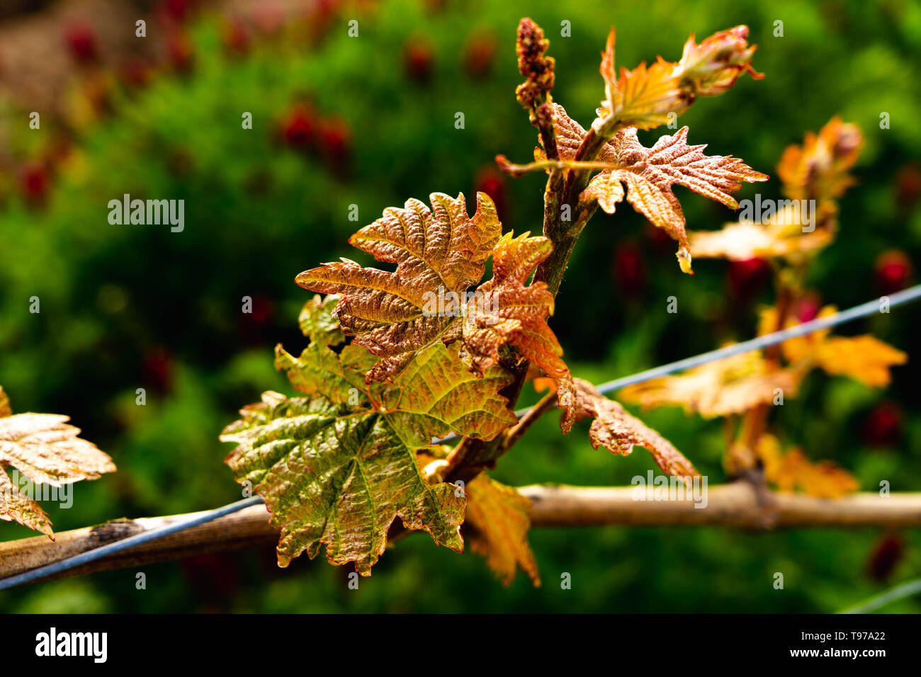 Close up di uva foglia di vite prima lascia crescere su vite in primavera Foto Stock