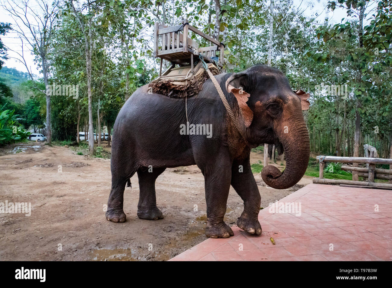 Gli elefanti tailandesi hanno sedi per i turisti per sedersi e osservare la natura, in piedi in attesa di assistenza nella parte anteriore del campo degli elefanti. . Laos. Luang Prabang Foto Stock