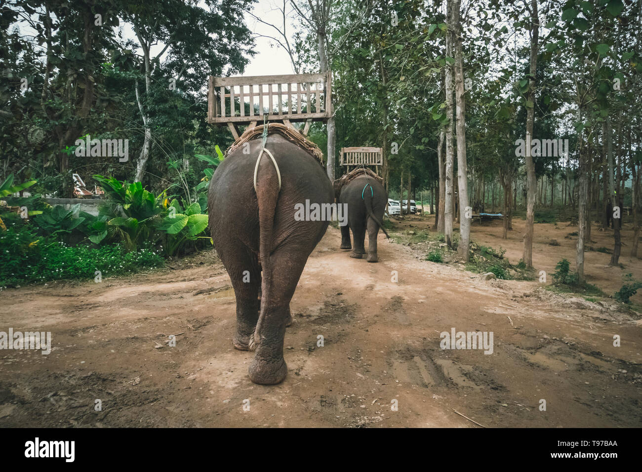 Gli elefanti tailandesi hanno sedi per i turisti per sedersi e osservare la natura, in piedi in attesa di assistenza nella parte anteriore del campo degli elefanti. Laos. Luang Prabang Foto Stock