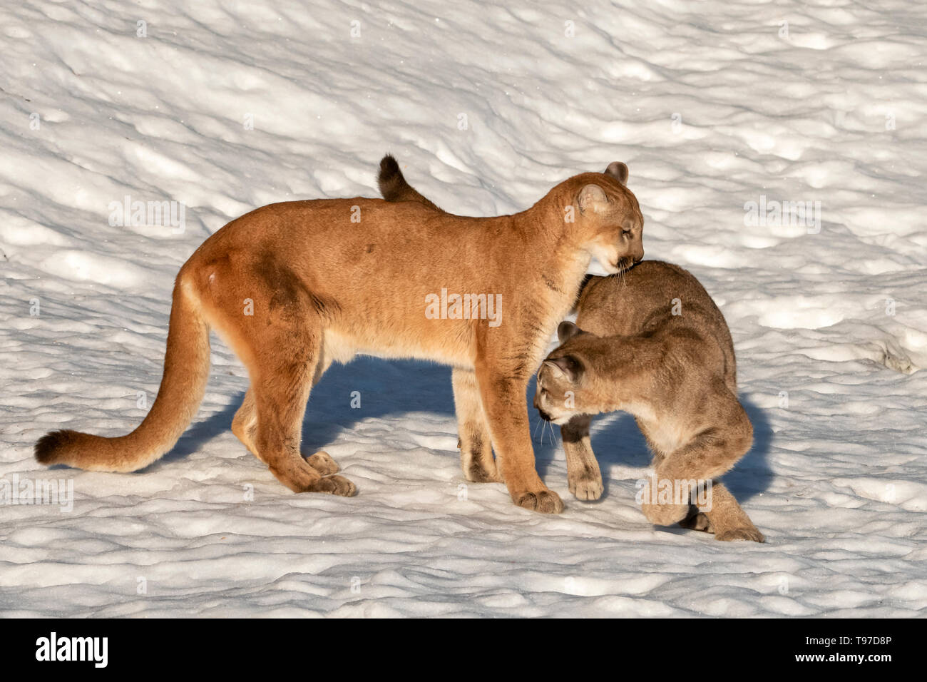 Nord America; Stati Uniti; Montana; fauna; mammiferi; predatori; felini; Mountain Lion; Felis concolor Foto Stock