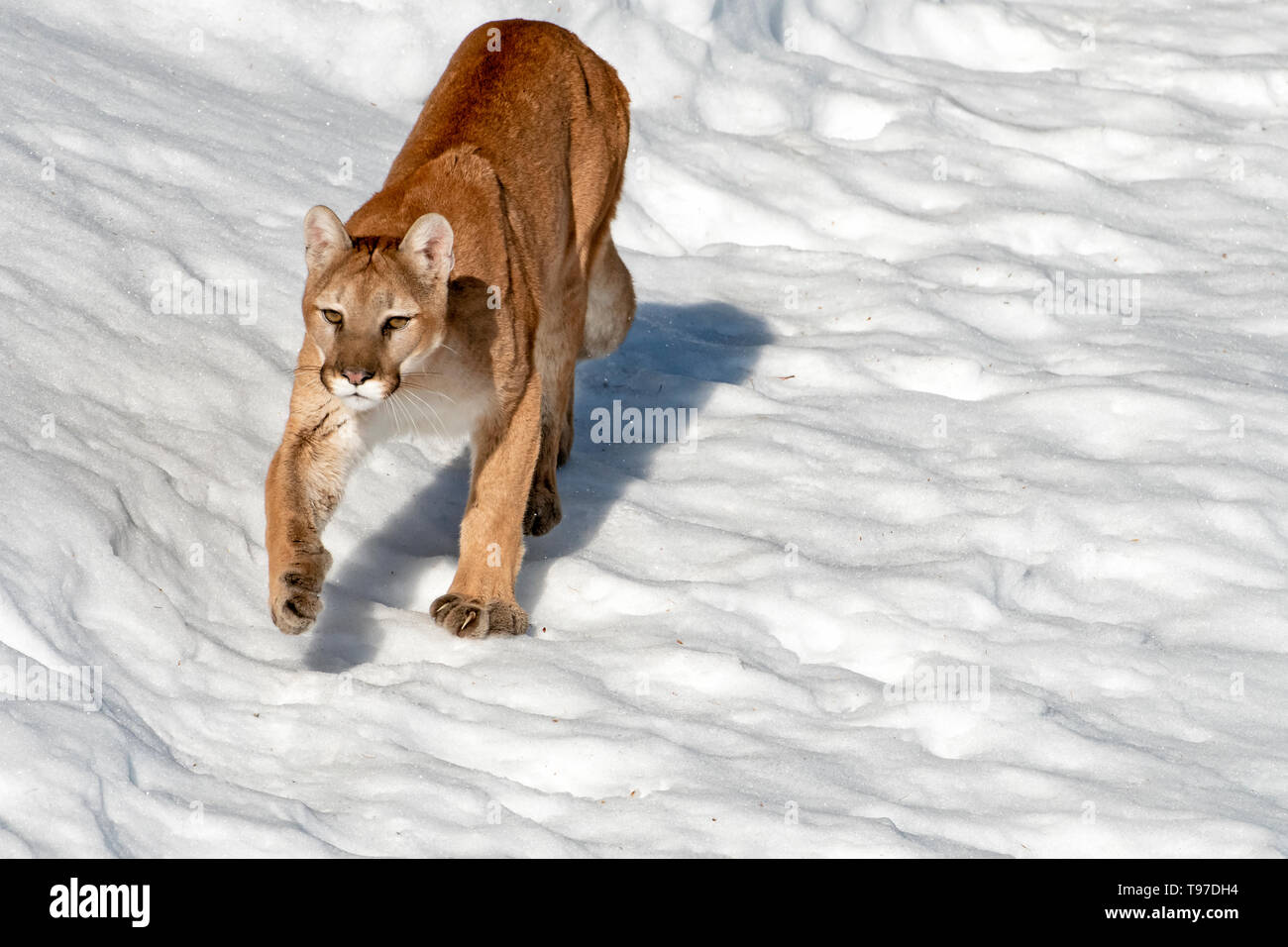 Nord America; Stati Uniti; Montana; fauna; mammiferi; predatori; felini; Mountain Lion; Felis concolor Foto Stock