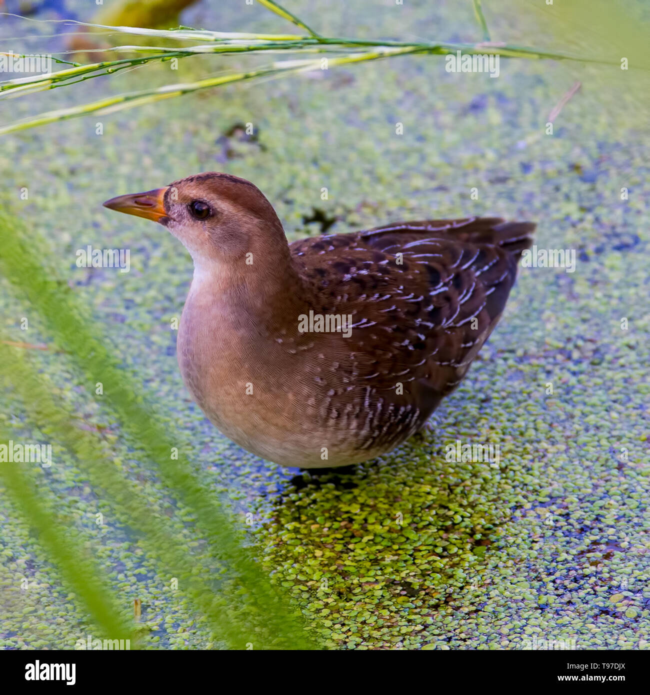 Sora in Minnesota River in inizio di caduta che è stato alimentazione su un patch nelle vicinanze di riso selvatico preso nel Minnesota Valley National Wildlife Refuge Foto Stock