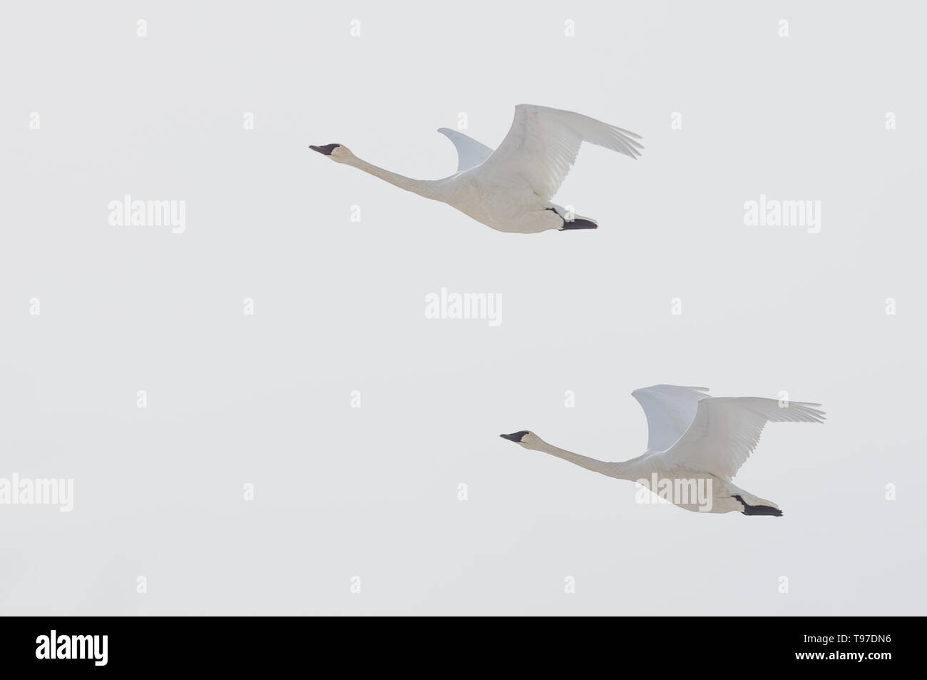 Coppia di trumpeter swans a volare su un nuvoloso giornata invernale e oltre il Fiume Minnesota nel Minnesota Valley National Wildlife Refuge Foto Stock