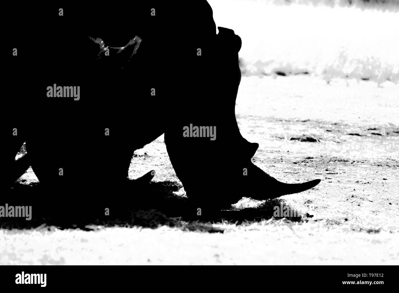 Foto artistiche di una, in via di estinzione maschio bull rinoceronte bianco in una riserva naturale a Johannesburg in Sud Africa Foto Stock