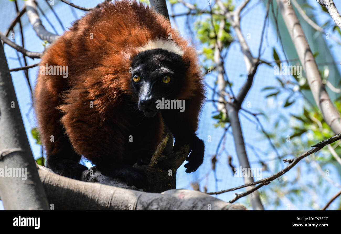 Closeup ritratto di un simpatico solo rosso-lemure panciuto (il Eulemur rubriventer) in cattività in una riserva in Sud Africa Foto Stock