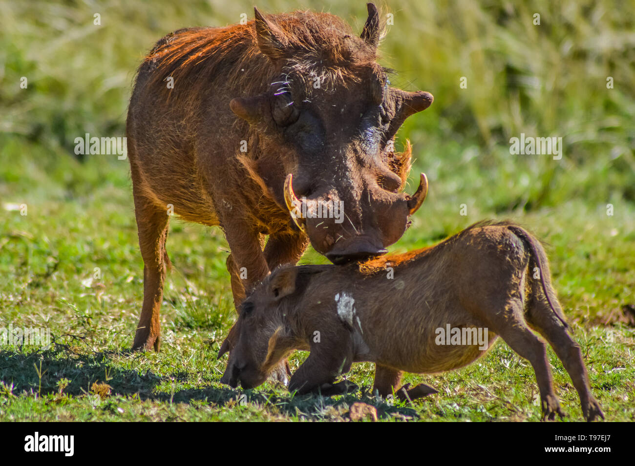 Warthog comune interagire e giocare in un sudafricano game reserve Foto Stock