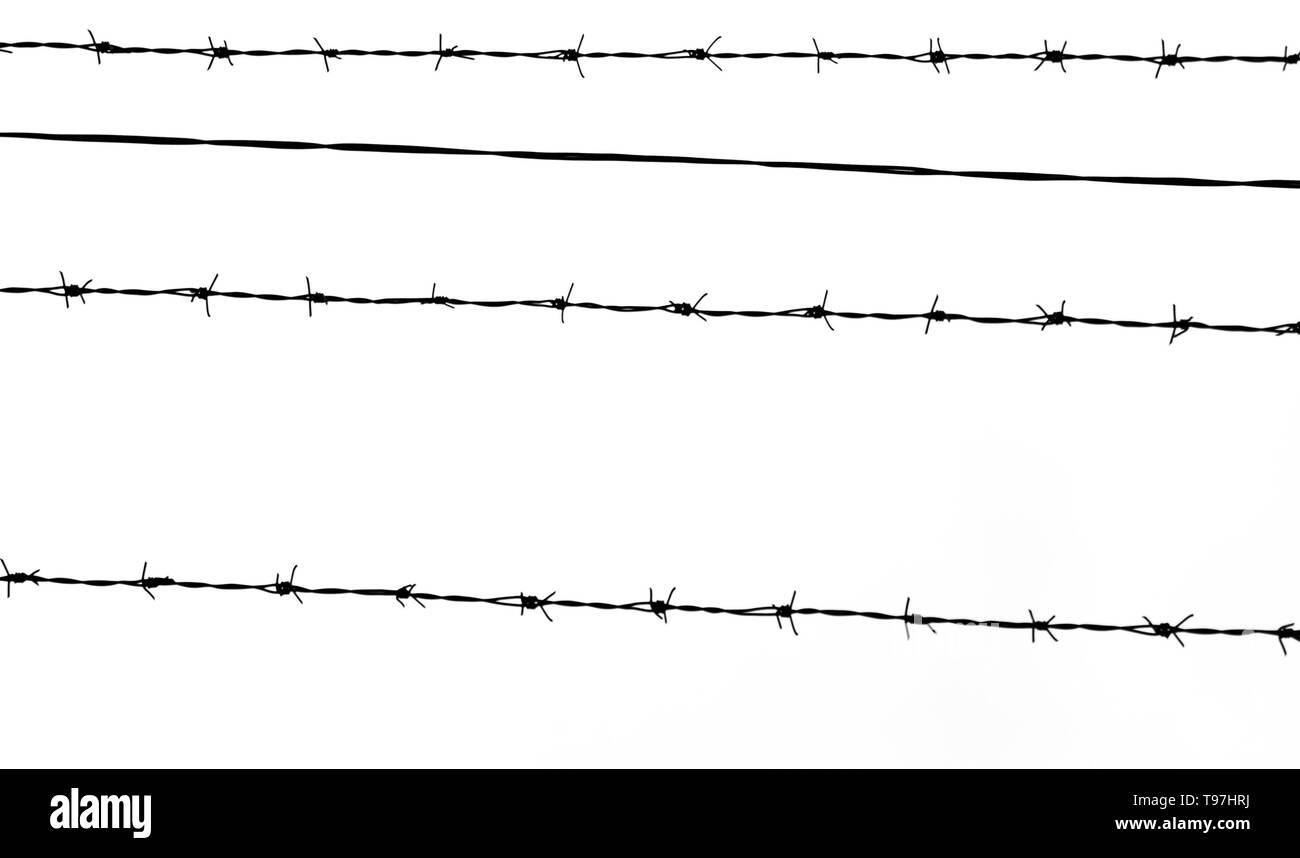 Isolato nero filo spinato silhouette su uno sfondo bianco. Carta da parati con spazio per il testo Foto Stock