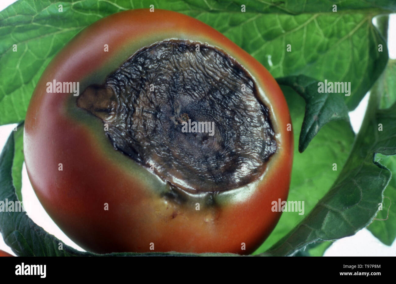 Una macchia inzuppata d'acqua all'estremità floreale dei pomodori (Solanum lycopersicum) è il sintomo classico della fisiopatia dell'estremità floreale. Foto Stock