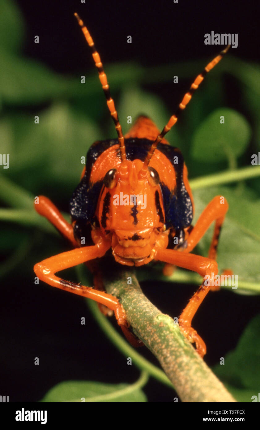 Petasida ephippigera (Leichhardt's grasshopper) è un pyrgomorph (pacchiano grasshopper) di Arnhem Land, settentrionale, Australia. Specie è il nome dopo Leichhardt. Foto Stock