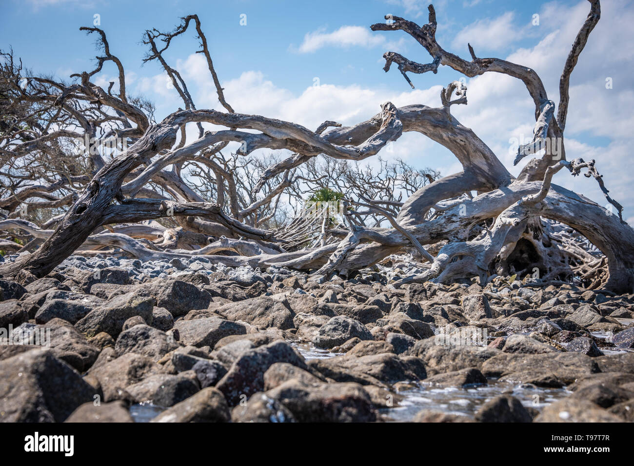 Giant sun-sbiancata driftwood su Jekyll Island Driftwood Beach sulla costa atlantica della Georgia del sud-est. (USA) Foto Stock