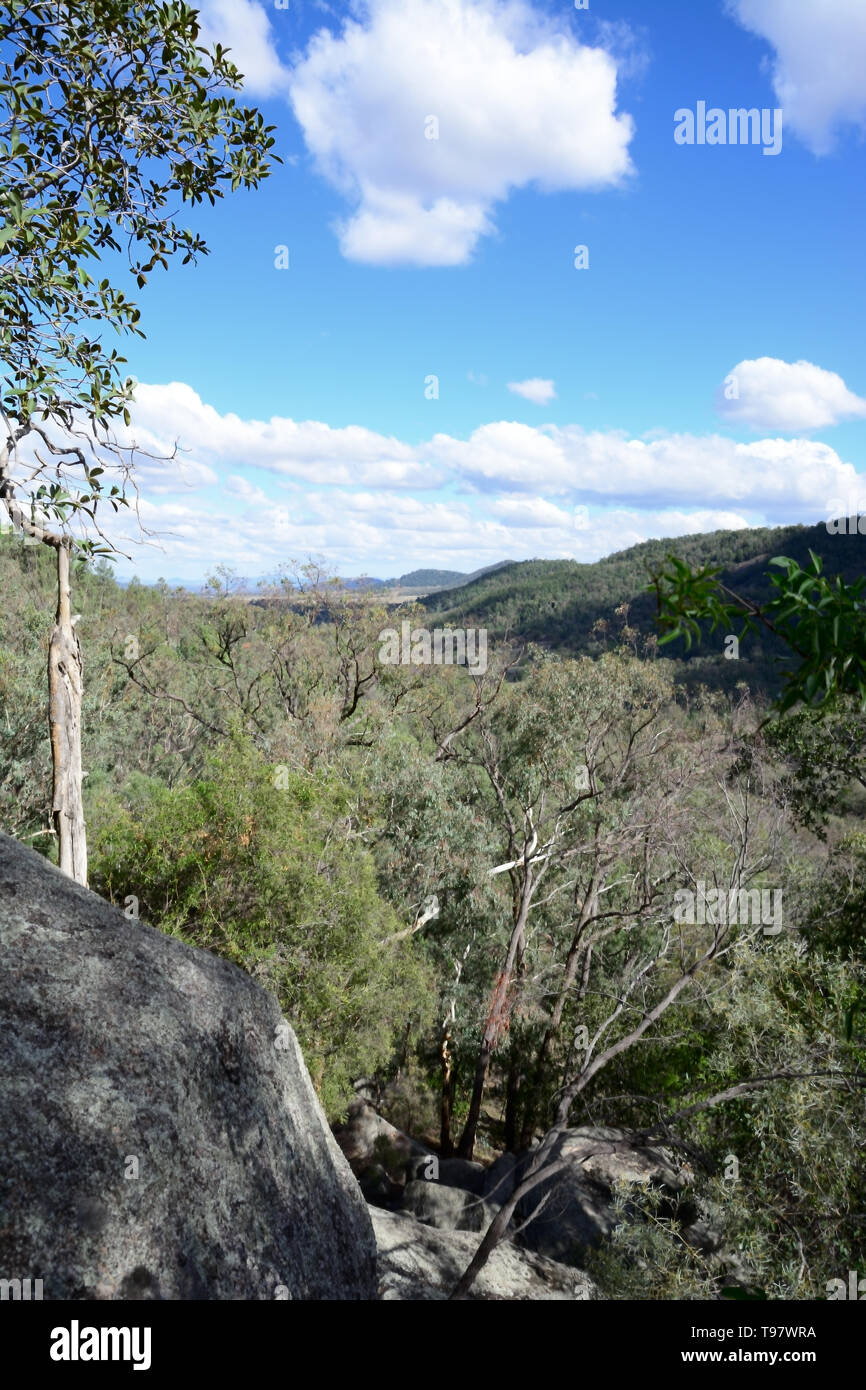 Veduta di foreste temperate a nord di Tamworth NSW Australia. Foto Stock