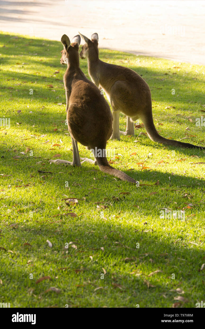 Bella coppia di canguri in esterni. Perth, Western Australia, Australia. Foto Stock
