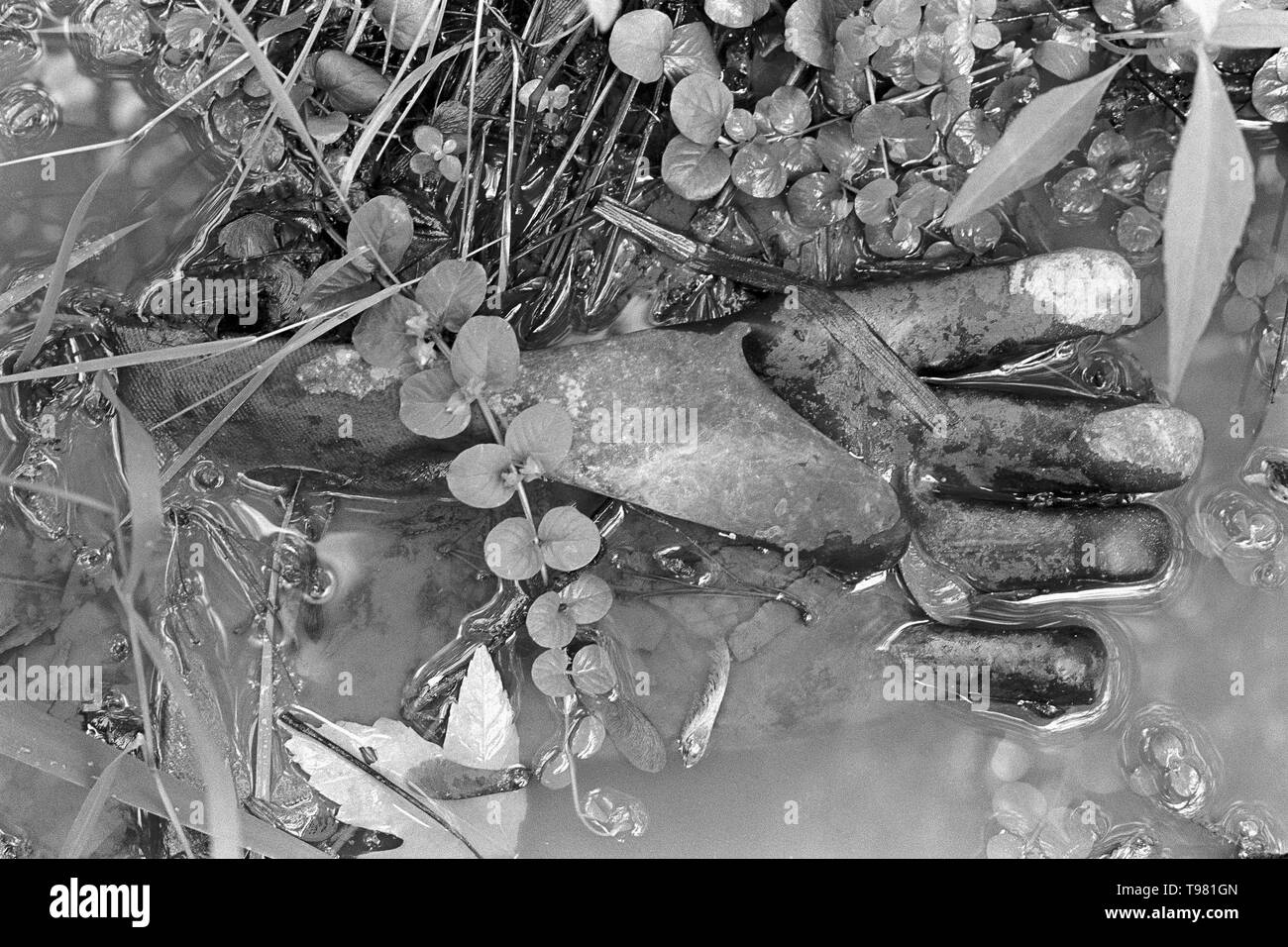 Immagine di oggetti trovati, scartato guanto di gomma in un flusso Foto Stock