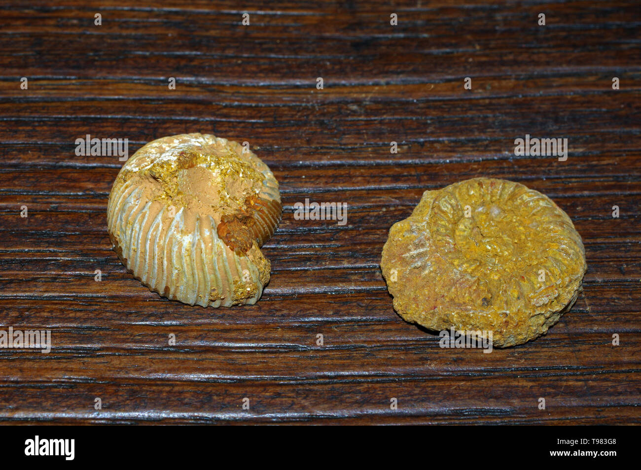 Ammonita fossili di conchiglie isolato di close-up Foto Stock
