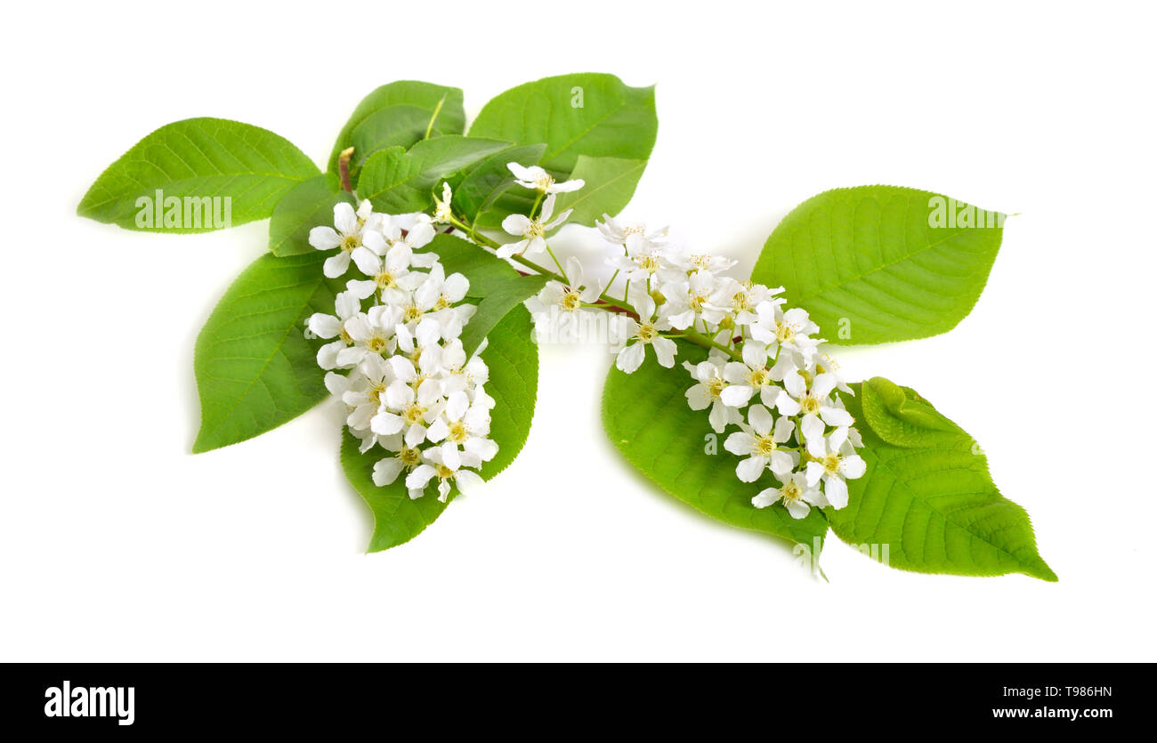 Prunus padus, noto come bird ciliegia, hackberry, hagberry o Mayday tree. Fiori. Isolato su sfondo bianco Foto Stock