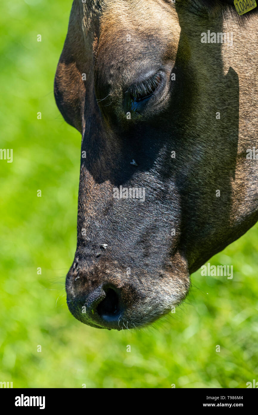 Pedigree Jersey allevamento di bovini da latte a Brooke di Wye Valley azienda lattiero-casearia nella valle del Wye, Galles. Il latte viene utilizzato per il formaggio e gelato. Foto Stock