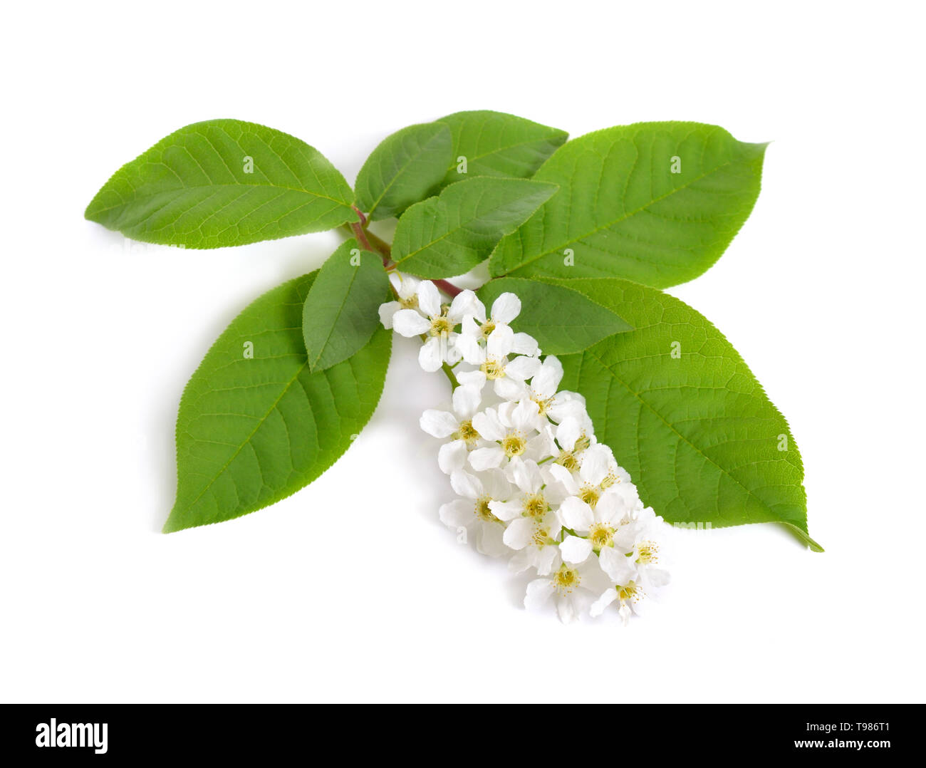 Prunus padus, noto come bird ciliegia, hackberry, hagberry o Mayday tree. Fiori. Isolato su sfondo bianco Foto Stock