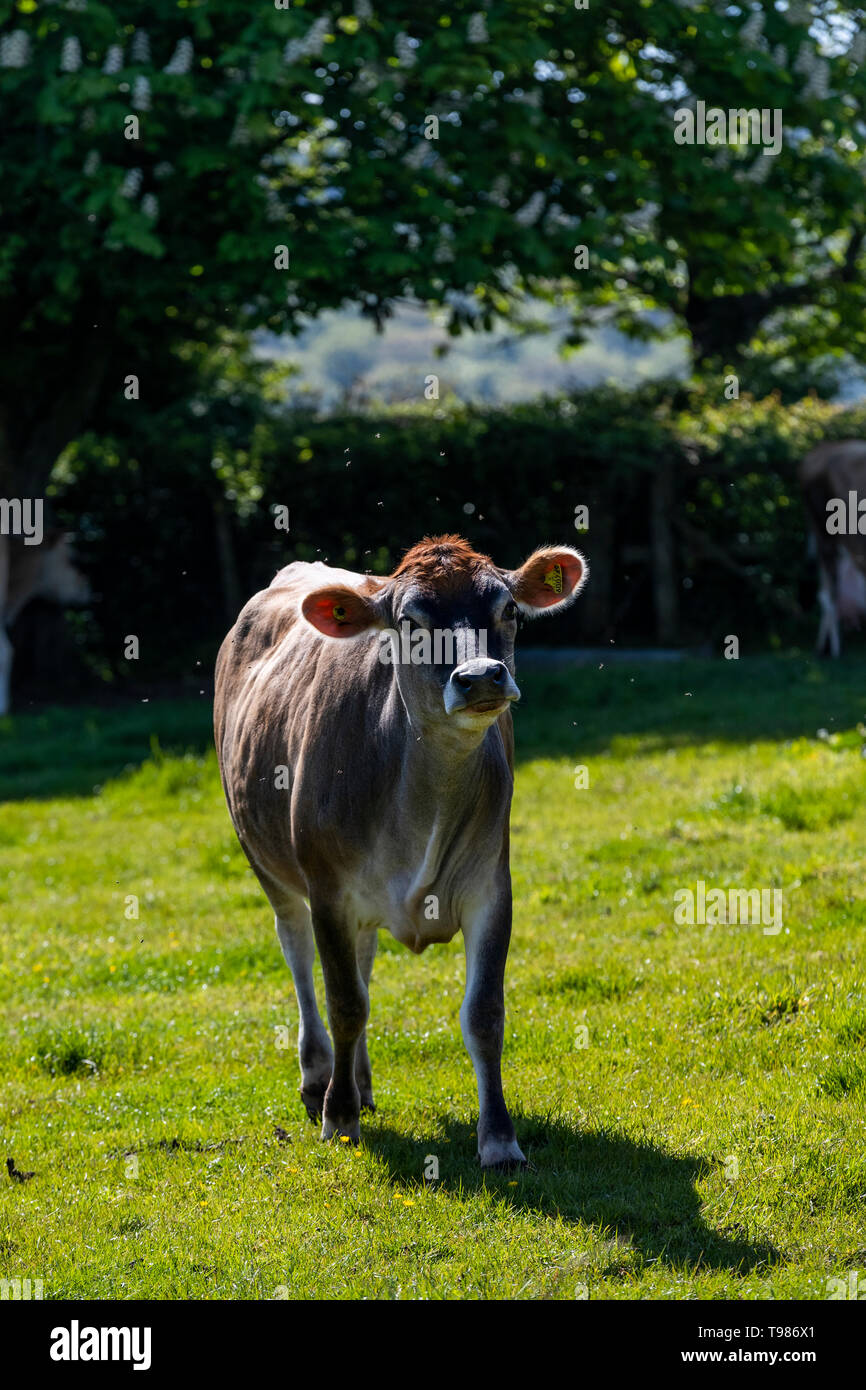 Pedigree Jersey allevamento di bovini da latte a Brooke di Wye Valley azienda lattiero-casearia nella valle del Wye, Galles. Il latte viene utilizzato per il formaggio e gelato. Foto Stock