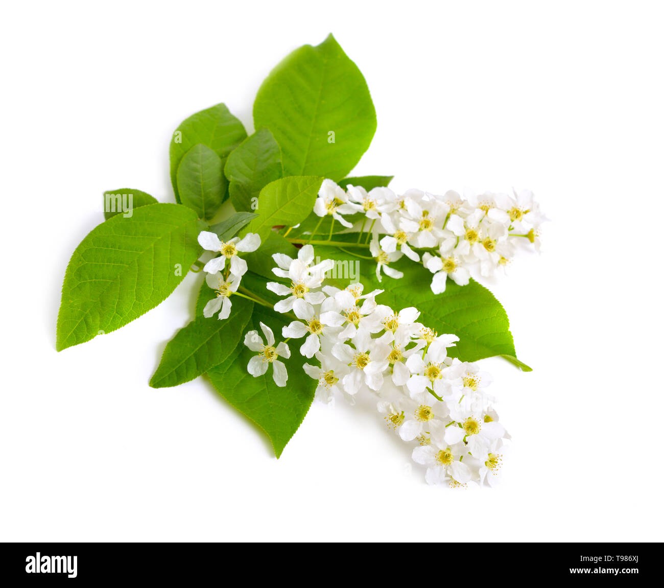 Prunus padus, noto come bird ciliegia, hackberry, hagberry o Mayday tree. Fiori. Isolato su sfondo bianco Foto Stock