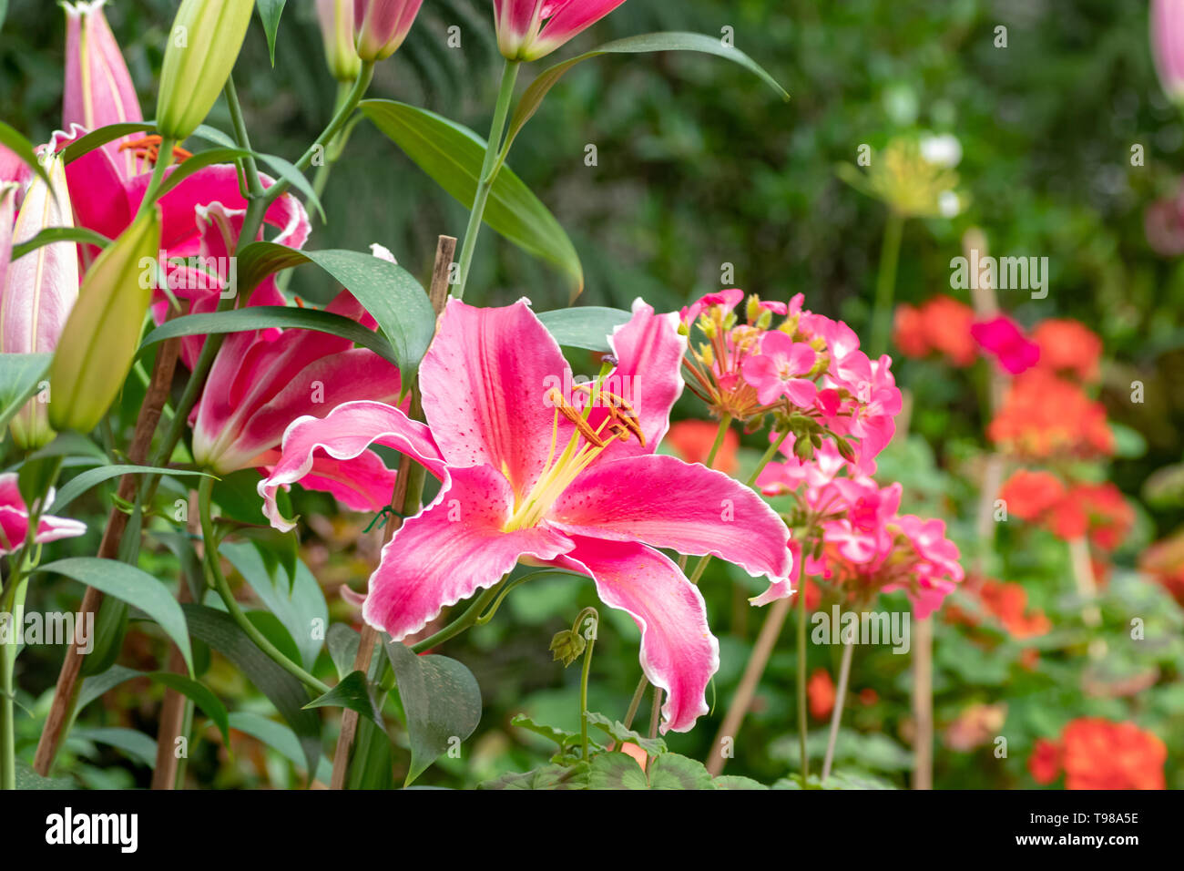 Big Pink bella Tiger Lily fiore in giardino Foto Stock