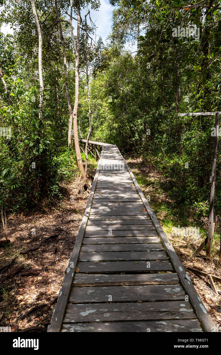 Soleggiato sentiero in legno nella giungla sulla via del Camp Leakey, la più famosa stazione di alimentazione per orangutan all'interno di Tanjung messa National Park, Kumai, Foto Stock