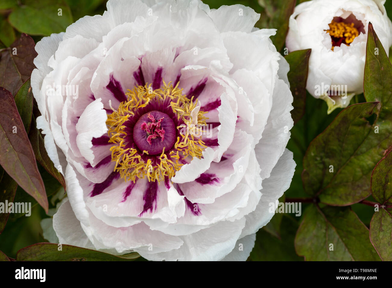 Primo piano di una bella testa di fiore Peony bianco nel Regno Unito Foto Stock