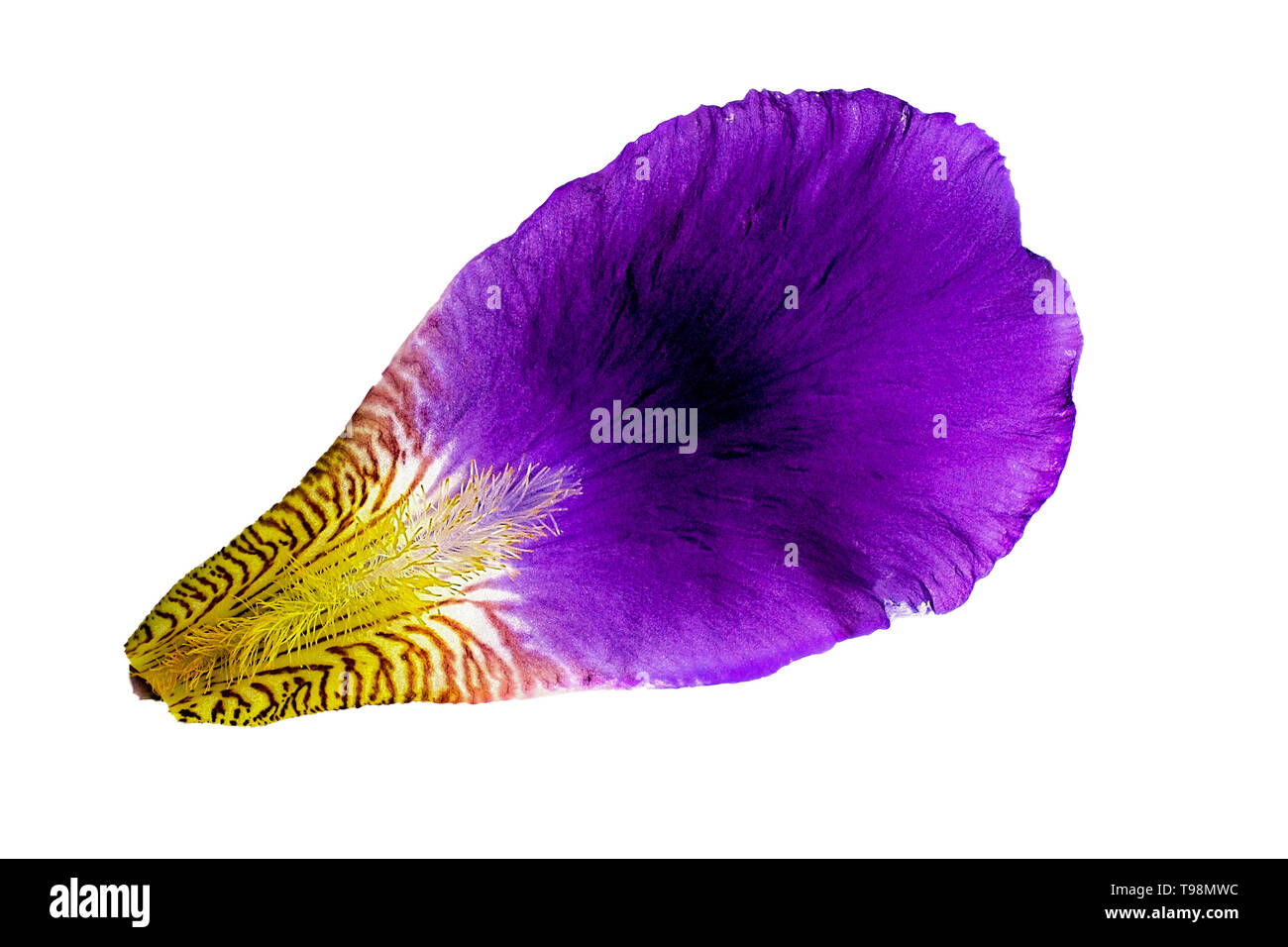 Iris petalo su sfondo bianco. Isolato. Viola e fiore violaceo closeup modello macro Foto Stock