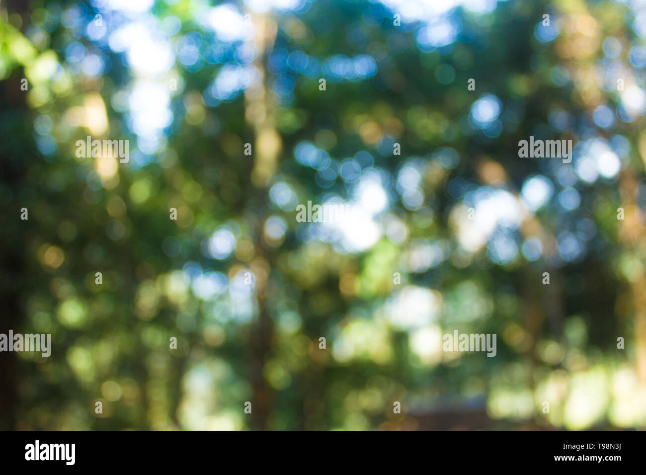 Abstract bokeh blur albero verde foresta in background. Foto Stock