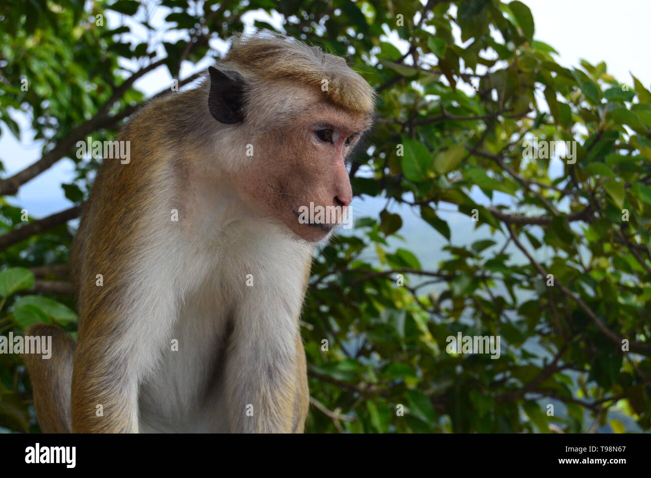 Libera le scimmie di Sigiriya Foto Stock