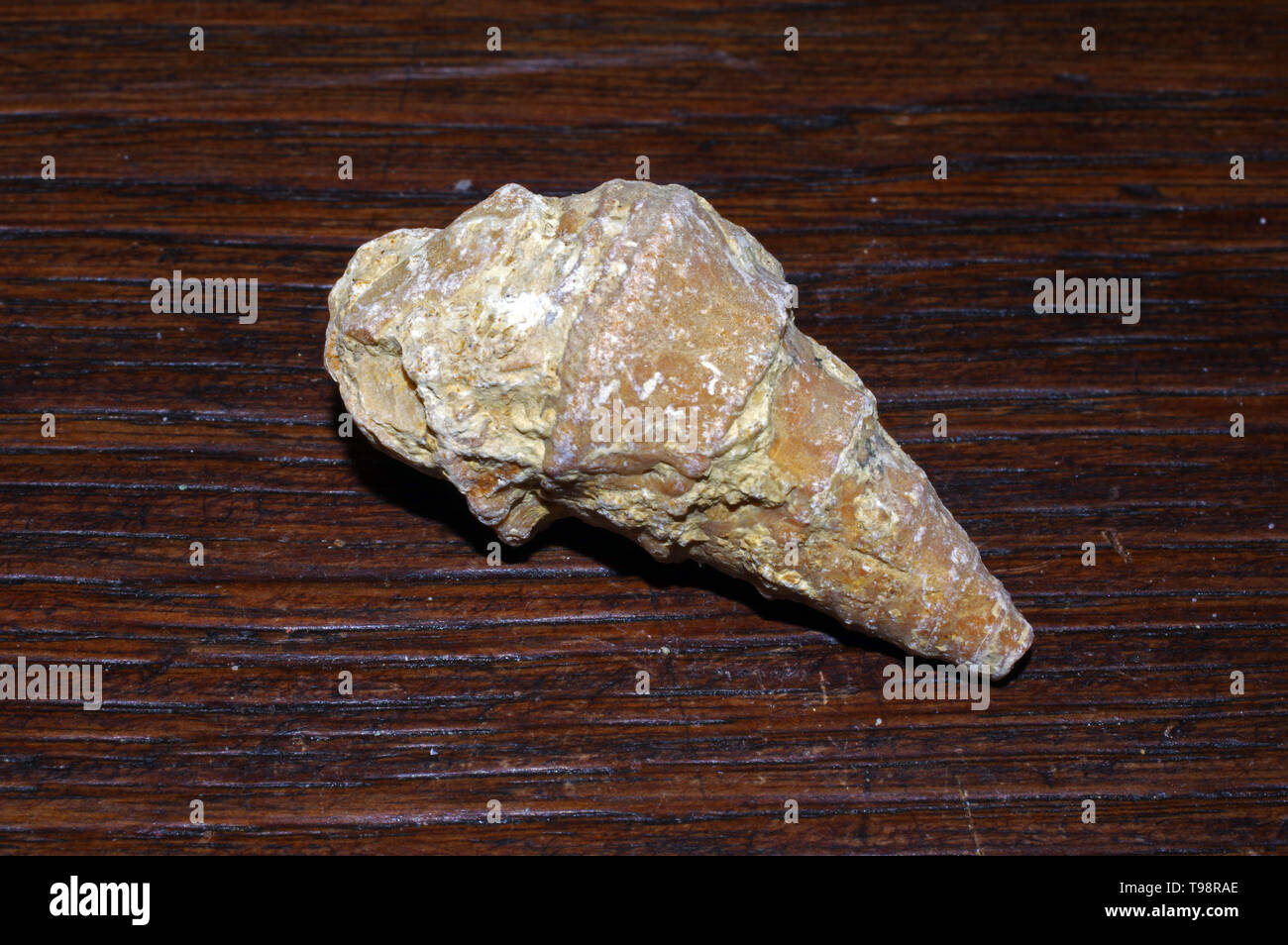 Shell isolata di fossili di close-up Foto Stock