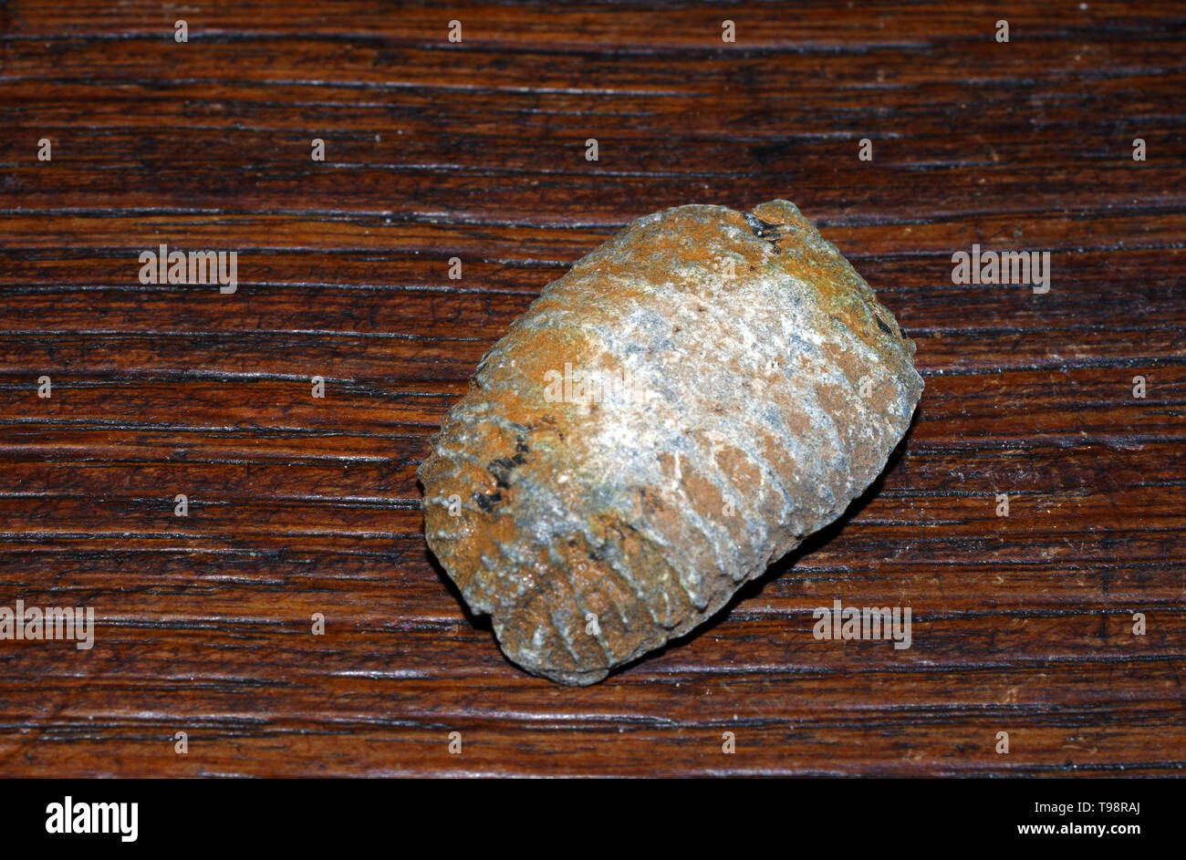 Guscio trilobata isolato di fossili di close-up Foto Stock
