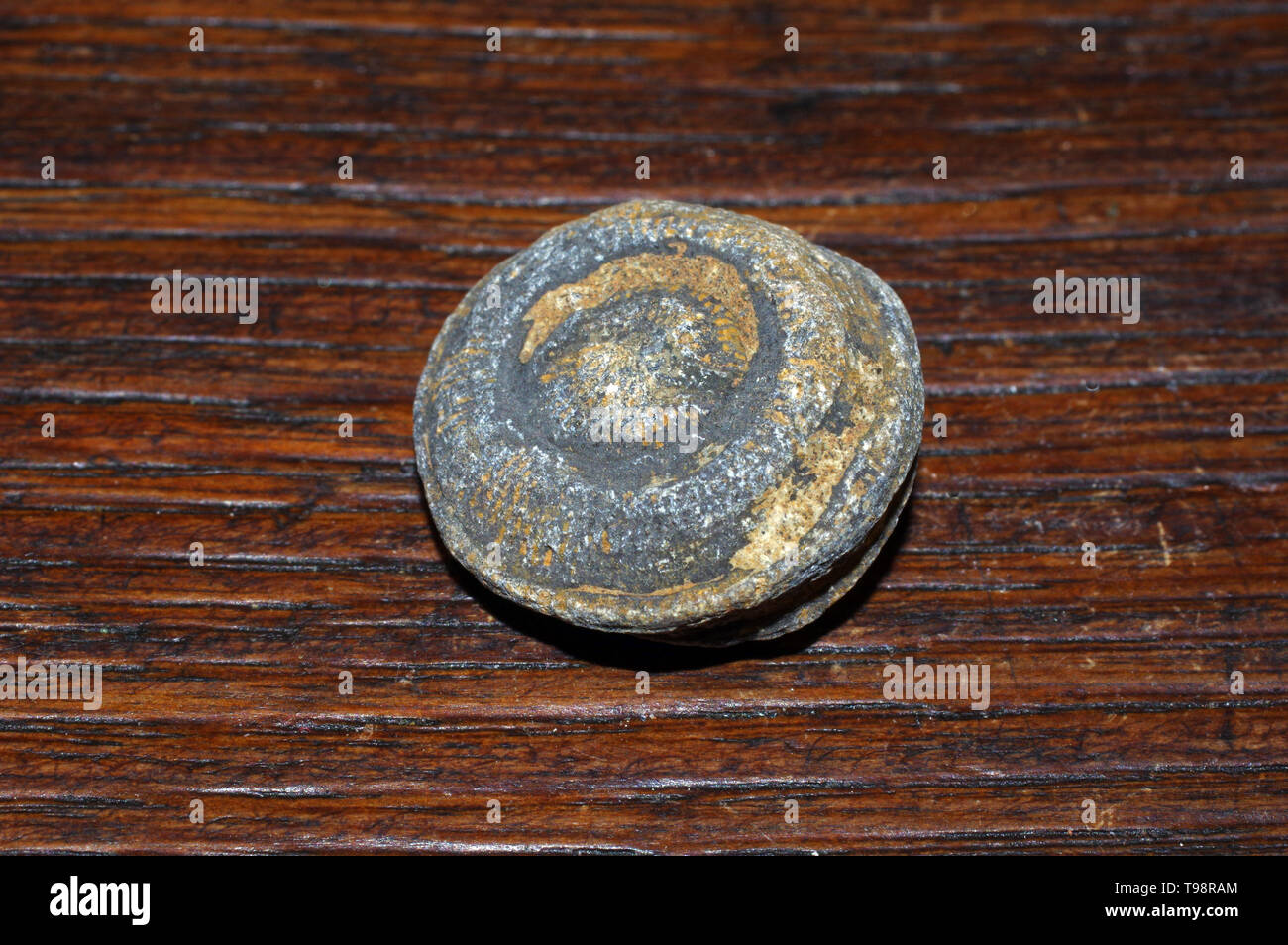 Thecosmilia shell isolata di fossili di close-up Foto Stock