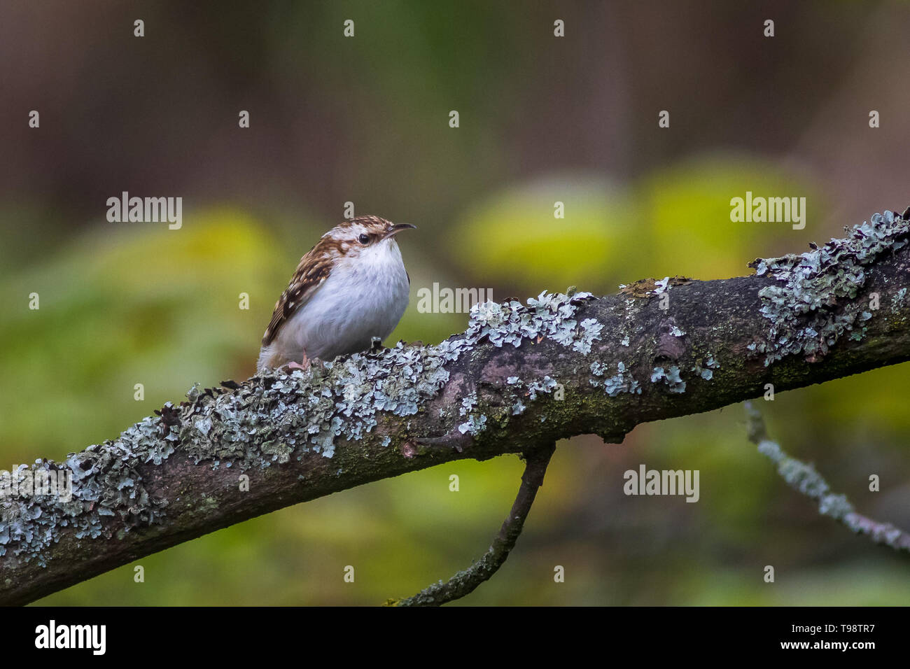 Rampichino alpestre (Certhia familiaris) appollaiato su un albero Foto Stock