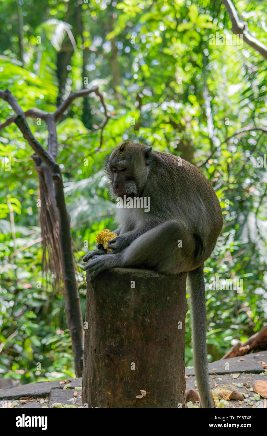 Scimmia adulta seduto su un log di mangiare il mais. Monkey Forest, Ubud, Bali, Indonesia. Foto Stock