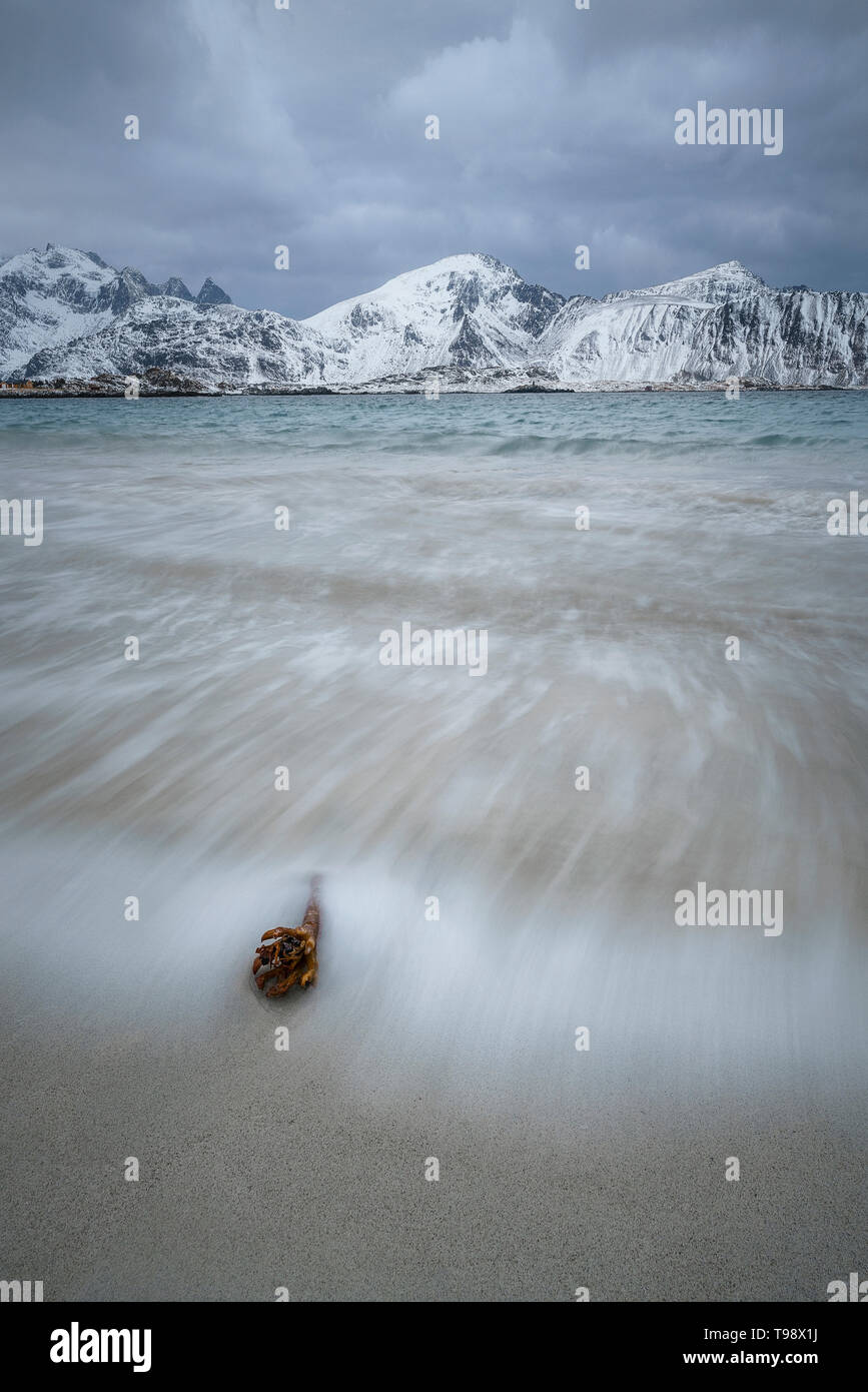 Lavaggio onde intorno a un ramo di fronte montagne coperte di neve presso la spiaggia di Ramberg, Lofoten, Norvegia Foto Stock