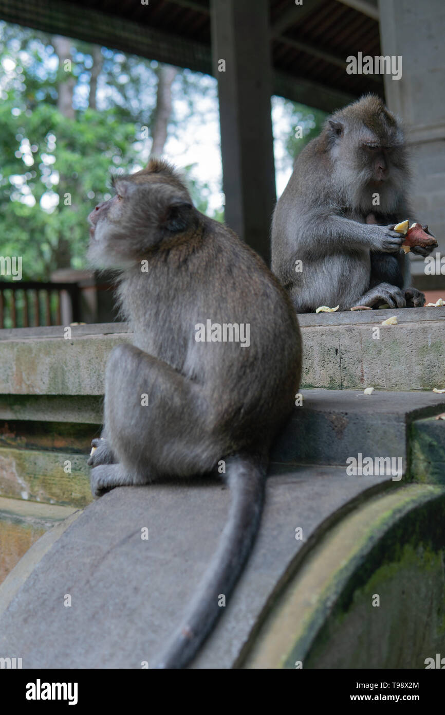 La scimmia famiglia siede sul gradino a Monkey Forrest, Ubud, Bali, Indonesia. Foto Stock