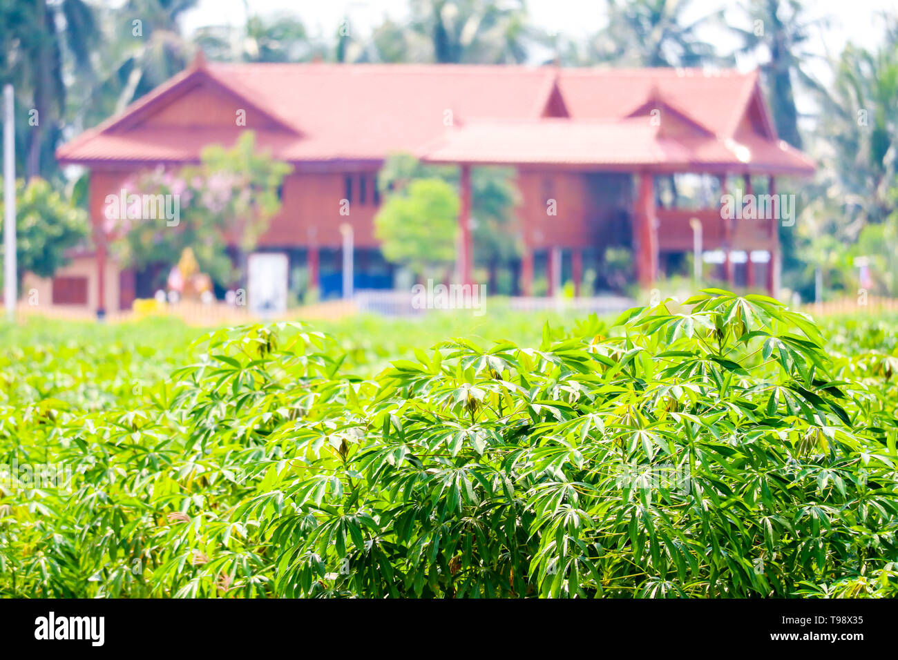 La Manioca di agricoltura di piantagione crescente fila di manioca in agriturismo sfondo Foto Stock
