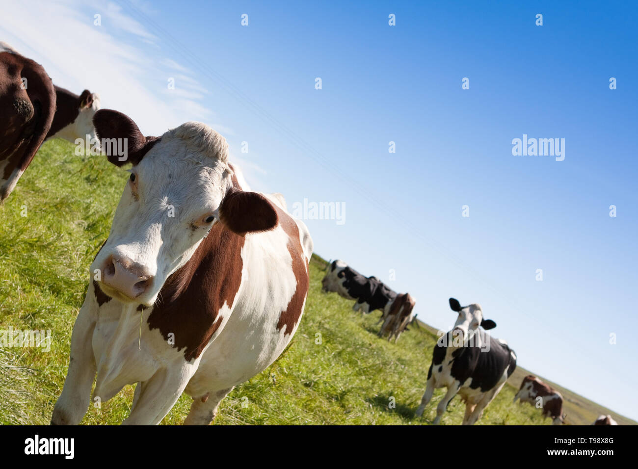 Vacche fotografato in un campo contro un cielo blu nelle isole Shetland, al nord della Scozia, Regno Unito. Foto Stock