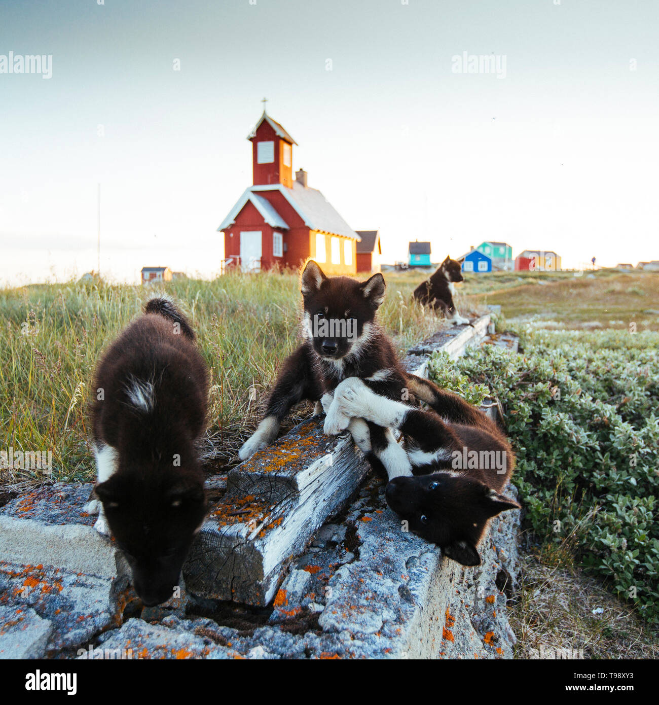 Sled Dog cuccioli nella baia di Disko su Midsummer, Groenlandia Foto Stock