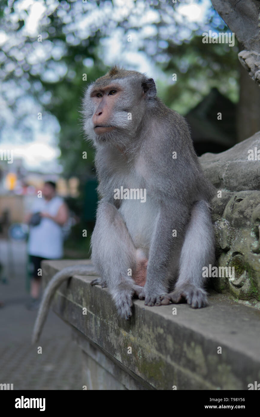 Ritratto di una scimmia adulta su una sporgenza nella Sacra Santuario della Foresta delle Scimmie, Ubud, Bali, Indonesia. Foto Stock