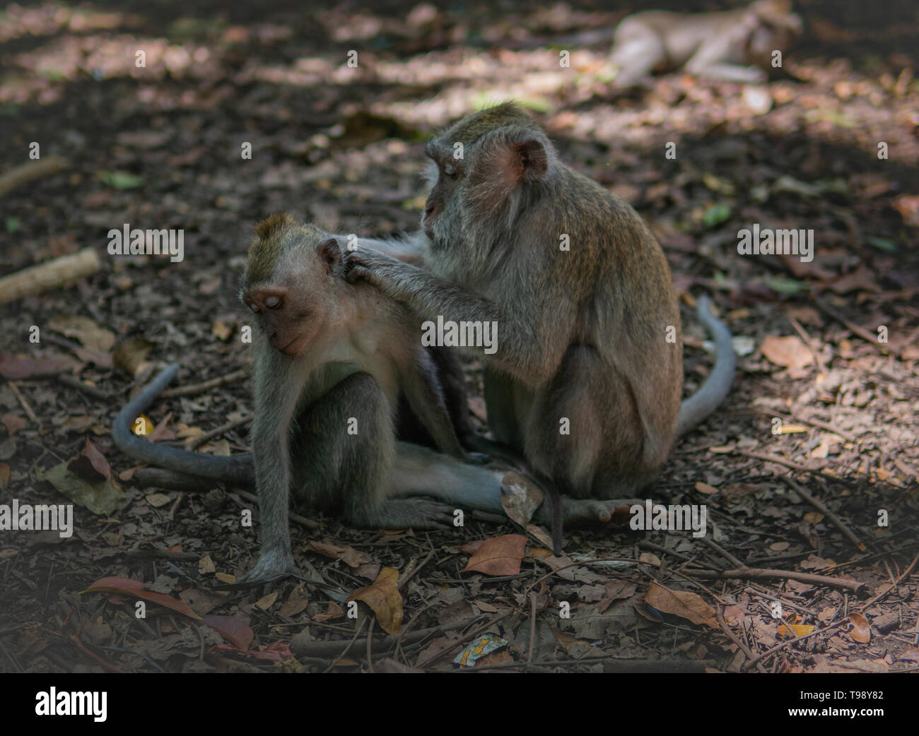 Scimmia adulta stallieri bambino scimmia nella foresta delle scimmie, Ubud, Bali, Indonesia. Foto Stock