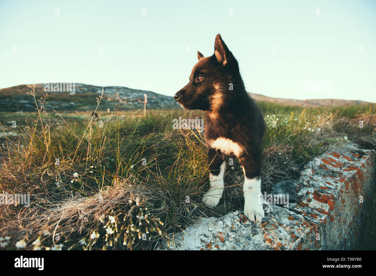 Sled Dog cuccioli nella baia di Disko su Midsummer, Groenlandia Foto Stock