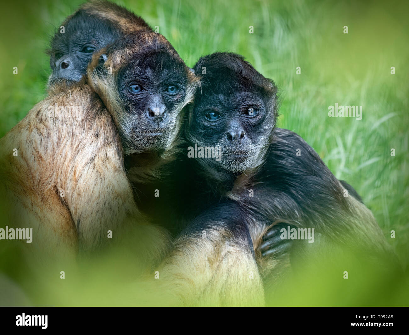Nero-consegnato spider monkey Ateles geoffroyi captive Foto Stock