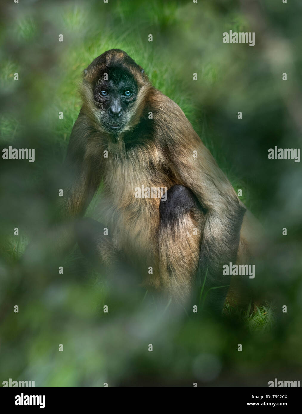 Nero-consegnato spider monkey Ateles geoffroyi captive Foto Stock