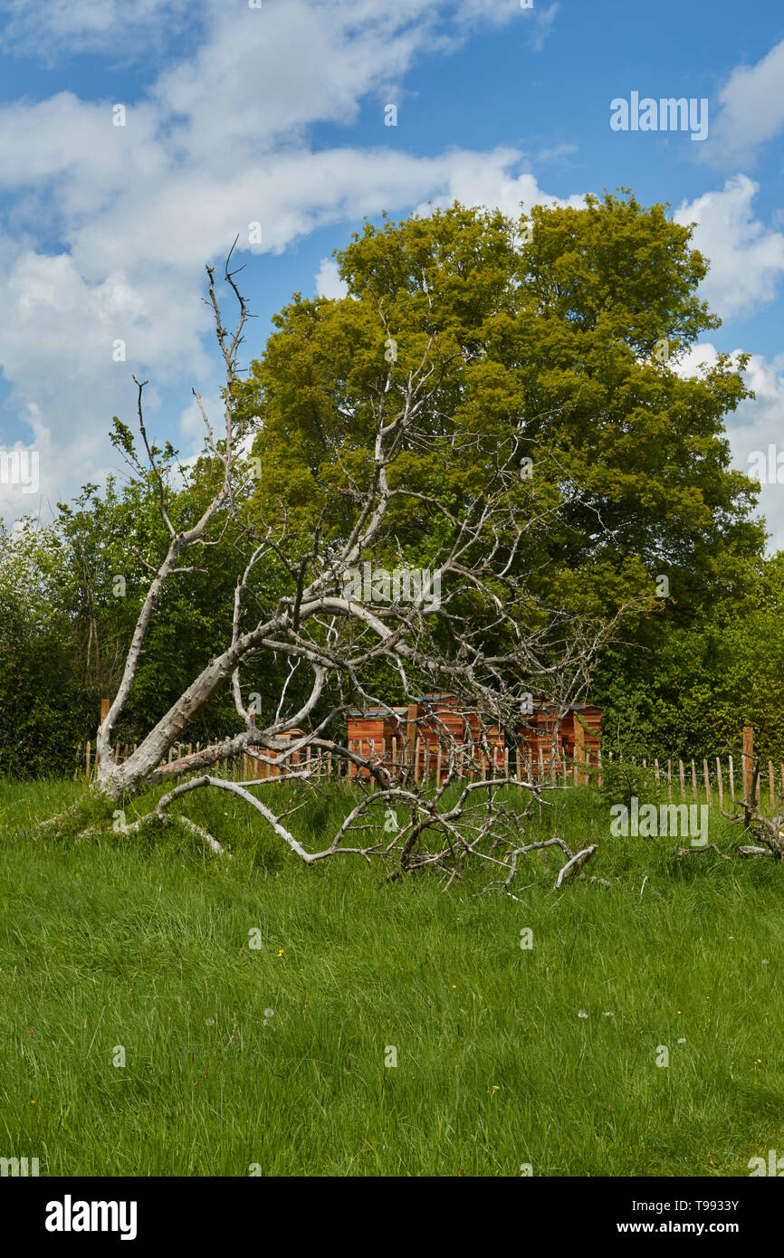 Albero caduto aggrappati alla vita nel prato aperto natura fotografia Foto Stock