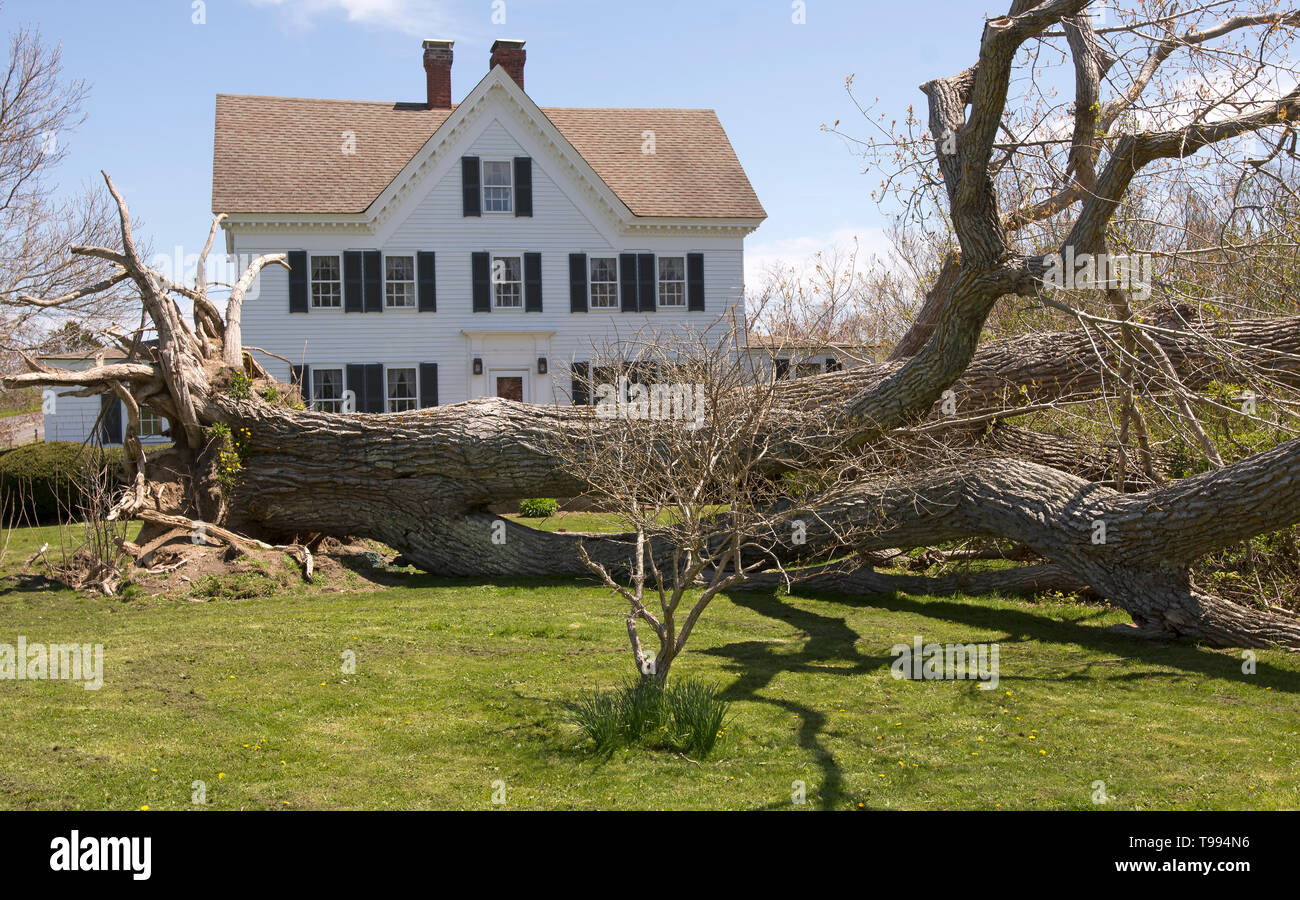 "Rasatura accurata". Un albero caduto sfiorato questo home in Eastham, Massachusetts il Cape Cod, in seguito ad un inverno di tempesta Foto Stock