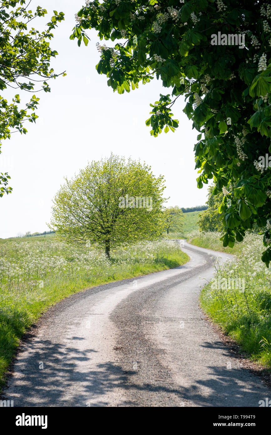 Un paese lane avvolgimento attraverso gli alberi in Yorkshire Regno Unito - il concetto in avanti, in avanti Foto Stock