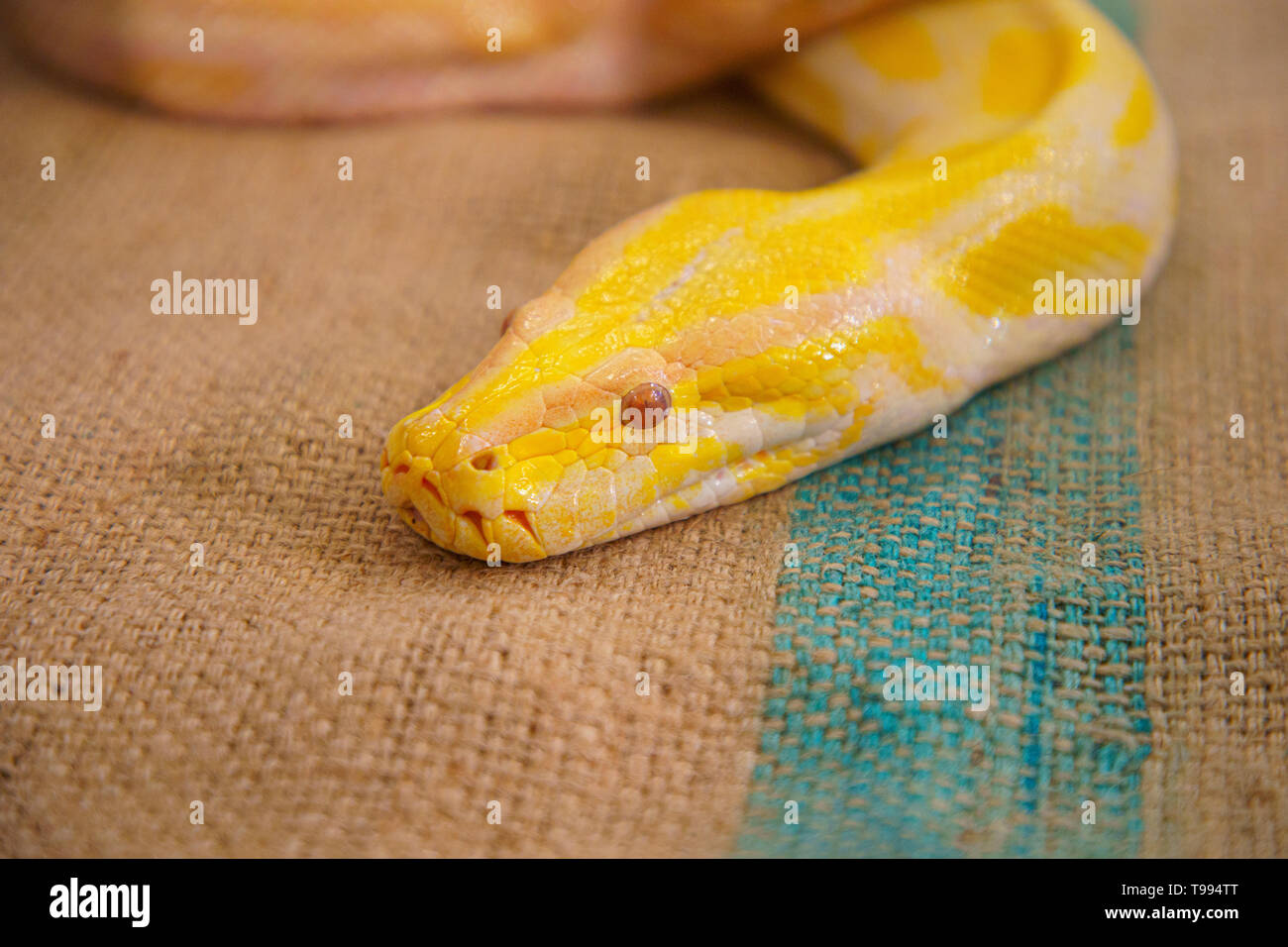 Golden python closeup. Foto Stock