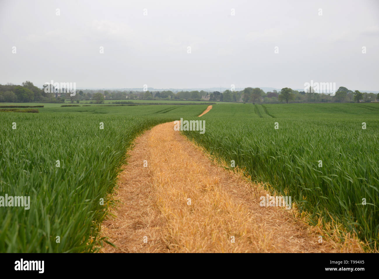 Un sentiero che è stato chiaramente contrassegnati da un agricoltore corre acorss un campo di colture tra l'Oxfordshire villaggi di Bladon e Begbroke Foto Stock