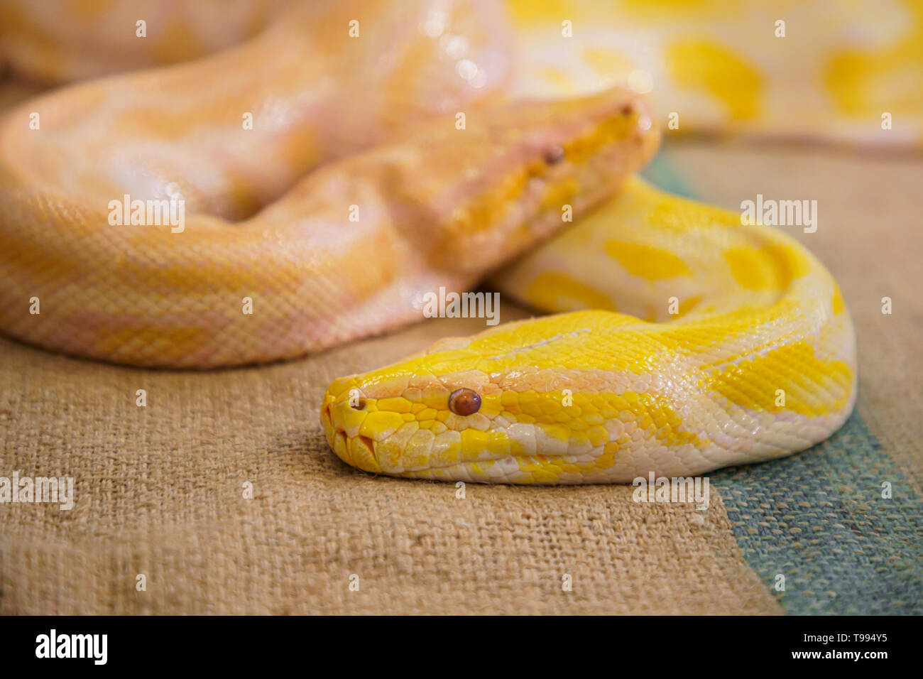 Grande serpente due golden python closeup Foto Stock